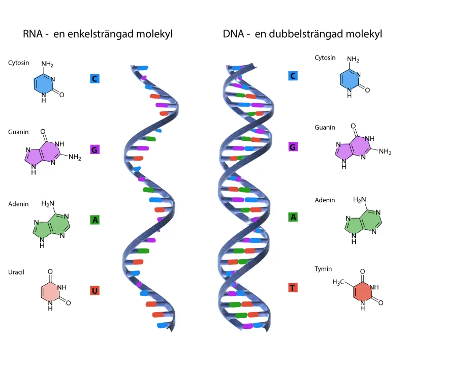 DNA och RNA uppbyggnad.