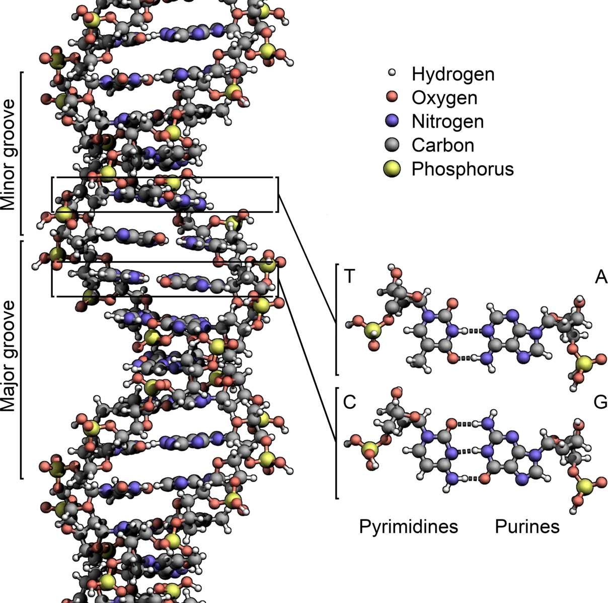 Modell av DNA-molekylen.