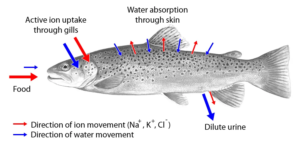 fisksött