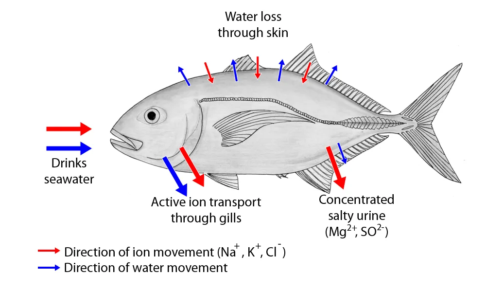 fisksalt