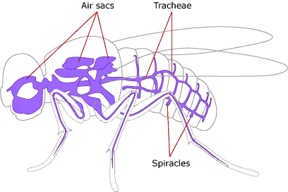 Trakéer