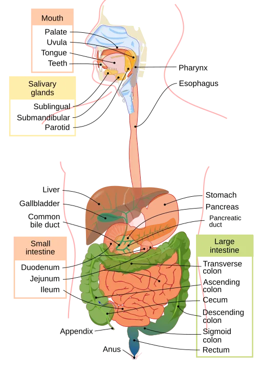 Gastro-intestinala systemet