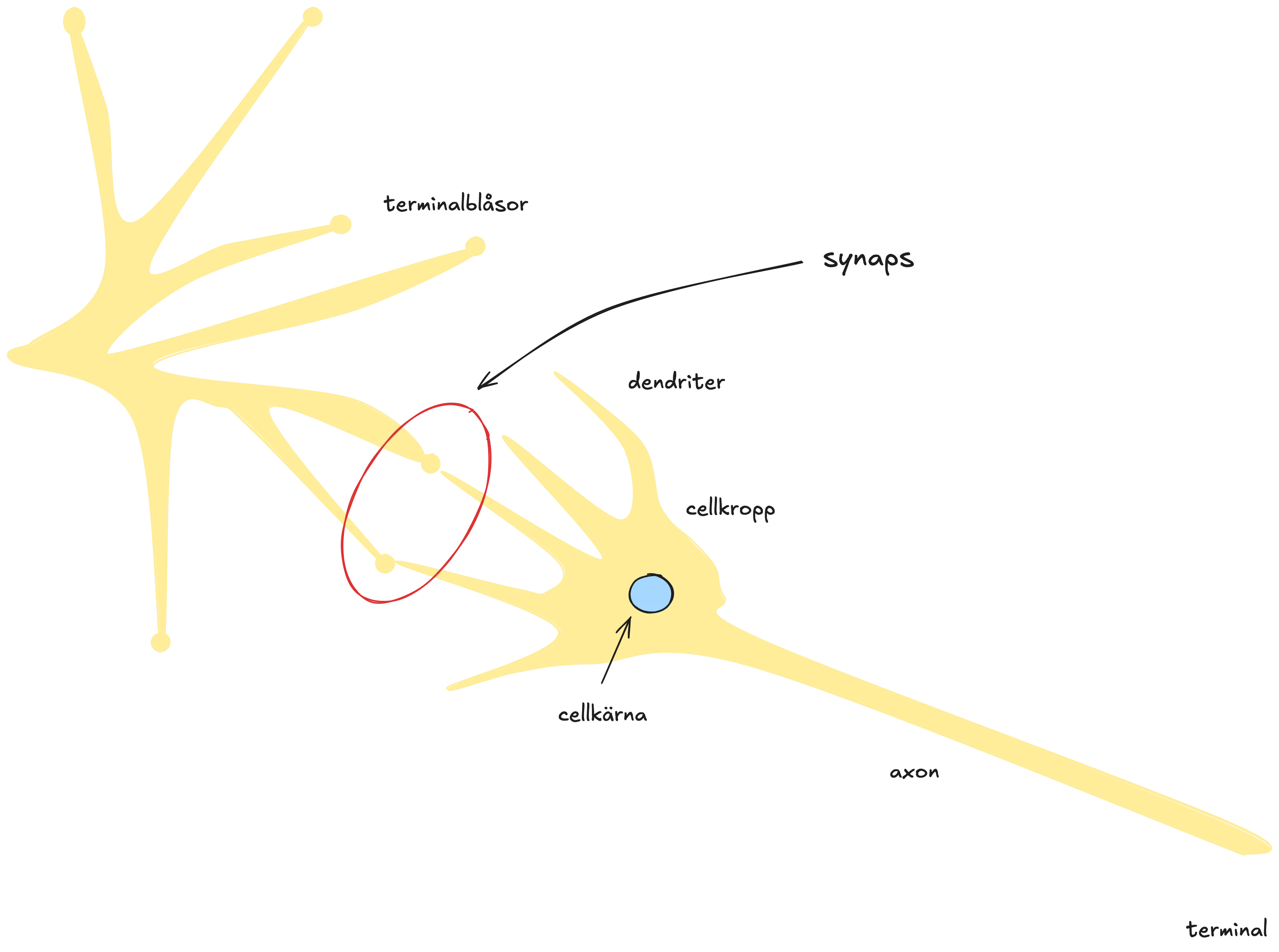 Synaps
